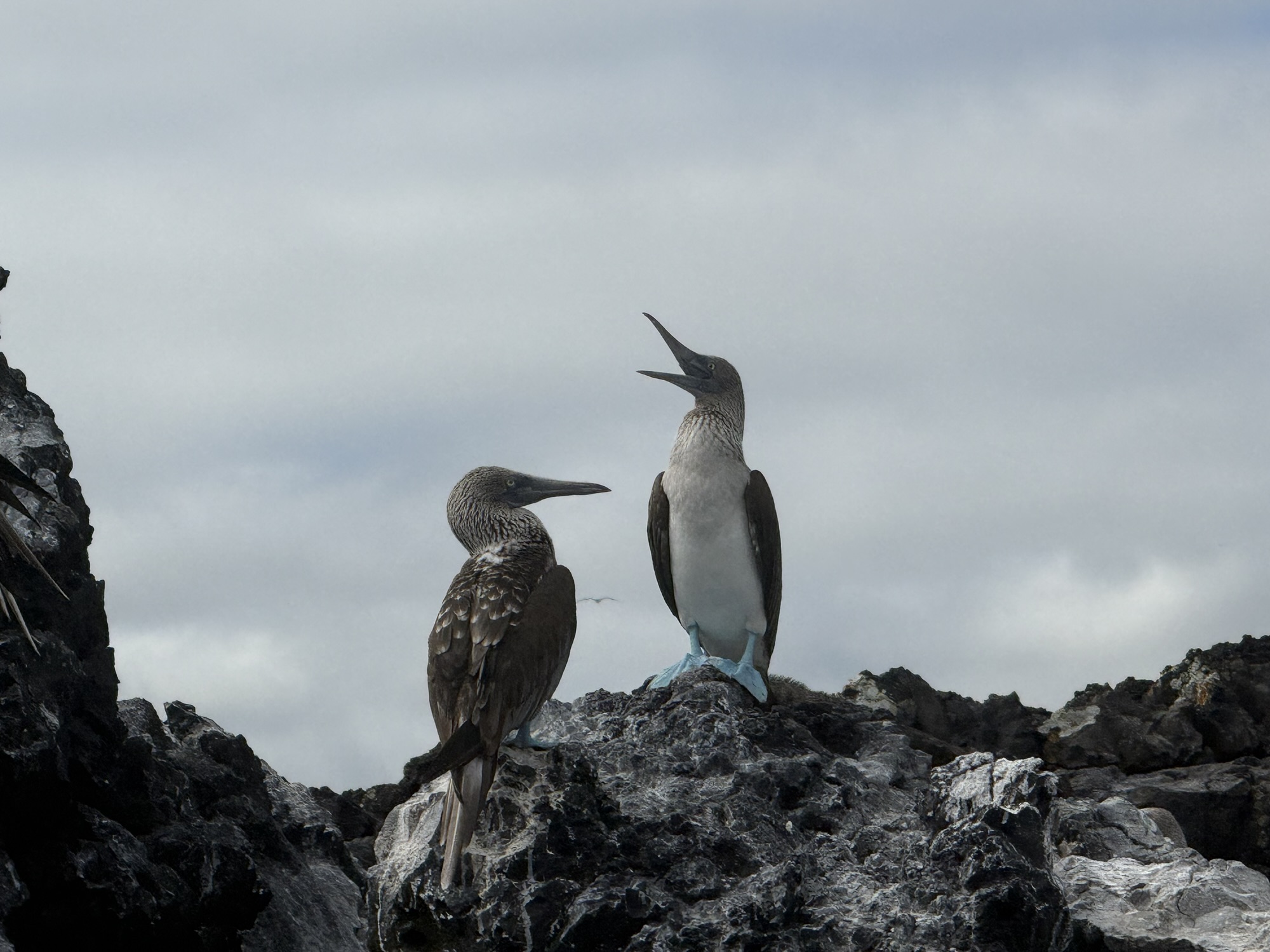 Galápagos – eine Welt, die nicht fragt, ob du bereit bist – 3.-12.12.2025